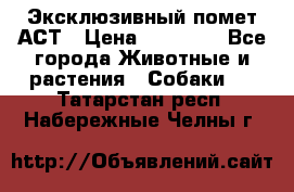 Эксклюзивный помет АСТ › Цена ­ 30 000 - Все города Животные и растения » Собаки   . Татарстан респ.,Набережные Челны г.